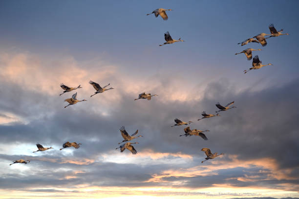 istock A flock of Sandhill Cranes (Antigone canadensis) in flight at sunset 1356334597