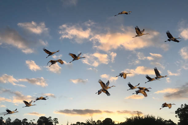 A flock of Sandhill Cranes (Antigone canadensis) in flight at sunset