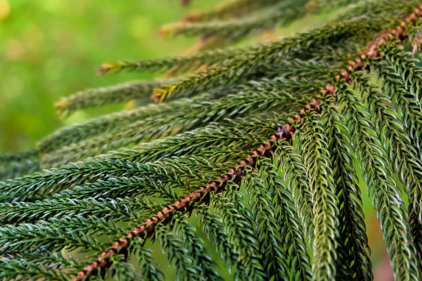 istock Nature Green Pine Tree Leaves 1356334758