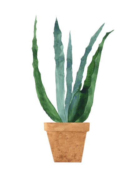 istock Aquarelle aloe in clay pot isolated on white background. Watercolor hand drawing illustration of aloe vera in brown container. Perfect for medical design, home decor, print. 1356334793