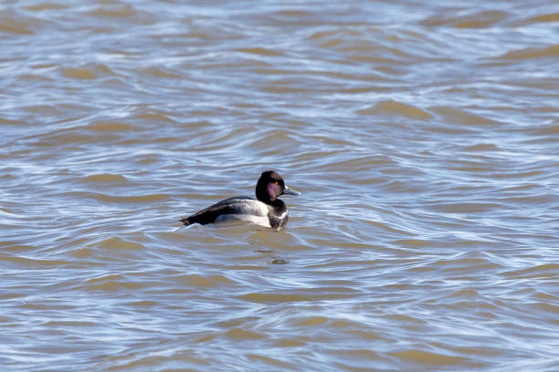 Greater Scaup (Aythya marila) at Lake Michigan Natural scene from Lake Michigan greater scaup stock pictures, royalty-free photos & images