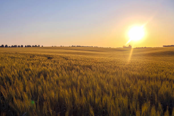 istock juicy wheat field in bright sunlight 1356336315