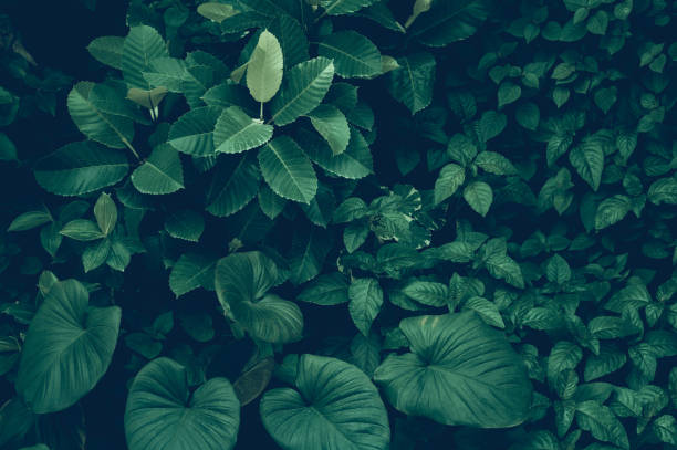 istock abstract green leaf texture, tropical leaf foliage nature dark green background 1356336825