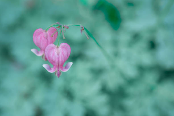 istock Bleeding Heart Flowers 1356337570