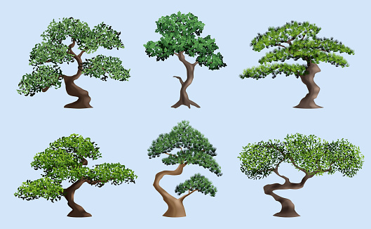 Bonsai tree. Decorative japanese authentic plants botanical elderly trees in pots decent vector realistic illustrations set isolated. Nature tree branch decoration