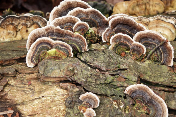 istock Fungus in the public parks 1356340398