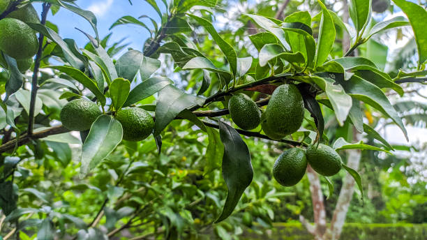 나무에 잘 익지 않은 나가미 금쿼트 과일을 - orchard fruit vegetable tree 뉴스 사진 이미지