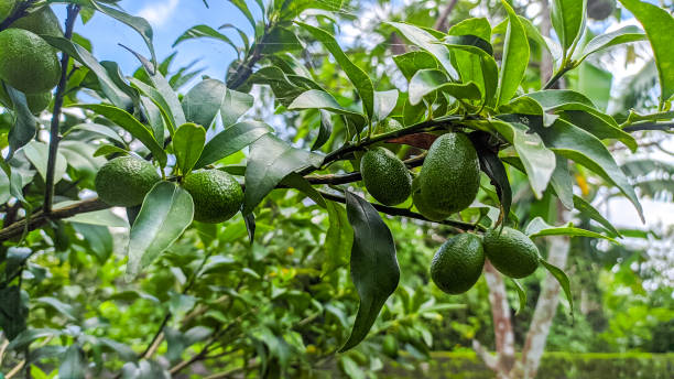Unripe Nagami kumquat fruit on the tree Fortunella margarita is a citrus plant, also called kumquat, which has cute fruits that can be eaten with their skin. Known as kumquat or Nagami kumquat avocado stock pictures, royalty-free photos & images