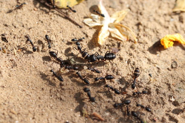 istock a large group of Big black ants working around the anthill 1356341352