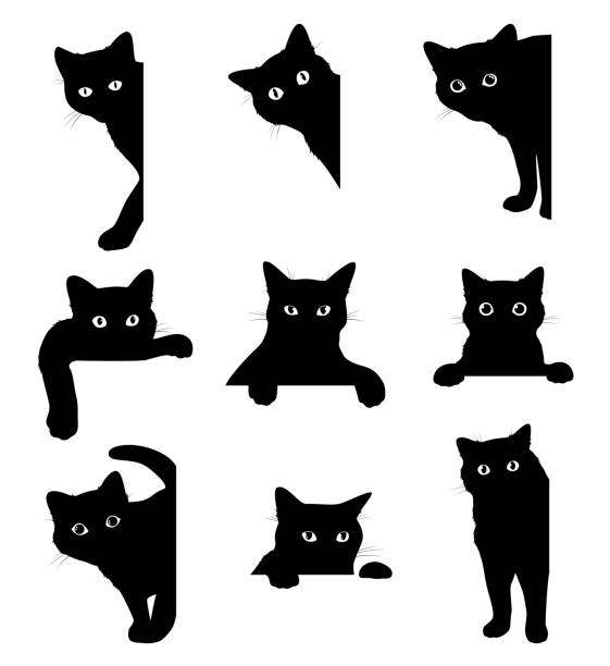 Black cat peeking out of corner set vector flat illustration Funny looking feline with mustache Black cat peeking out of corner set vector flat illustration. Collection funny looking feline with mustache and tail isolated. Comic emotional domestic animal with paw spy, hiding, hunting or playing peeking stock illustrations