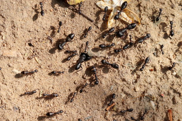 istock Big group of big large ants working 1356342030
