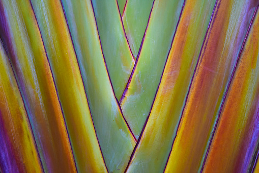 close-up, Petiole fan shape aligned of traveller's tree or traveller's palm