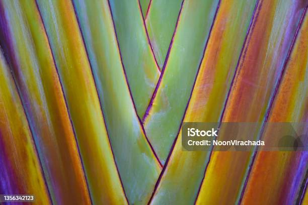 Palm Tree Stock Photo - Download Image Now - Nature, Macrophotography, Tropical Pattern