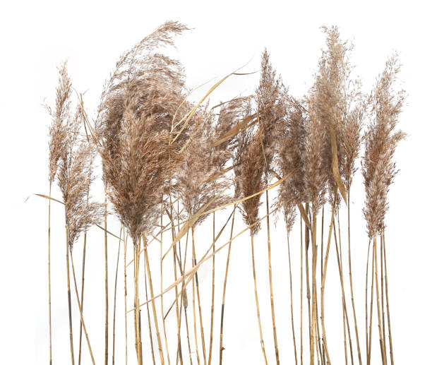 istock Dry reeds isolated on white background. 1356342261