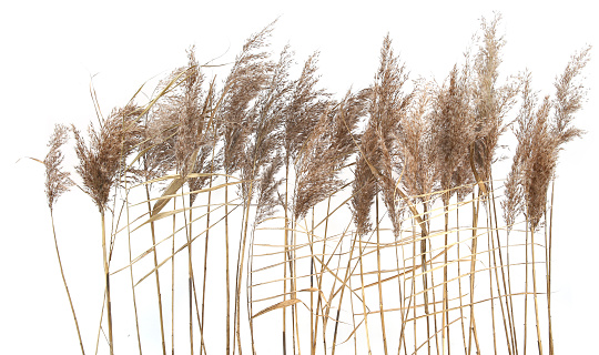 Dry reeds isolated on white background.