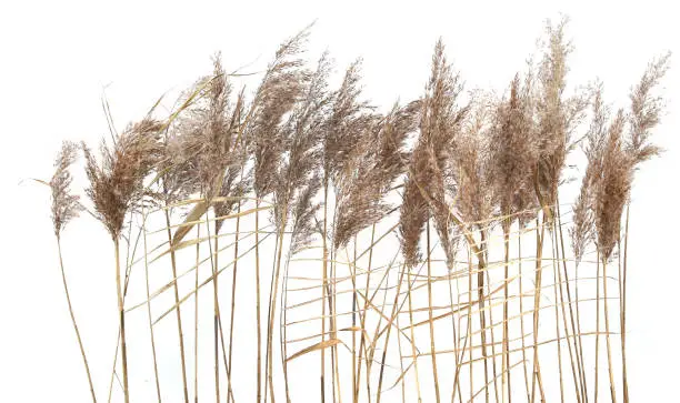 Photo of Dry reeds isolated on white background.