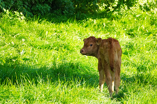 Small calf with brown fur on a green meadow.