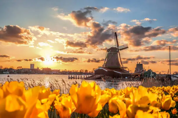 Traditional Dutch windmills with tulips against sunset in Zaanse Schans, Amsterdam area, Holland