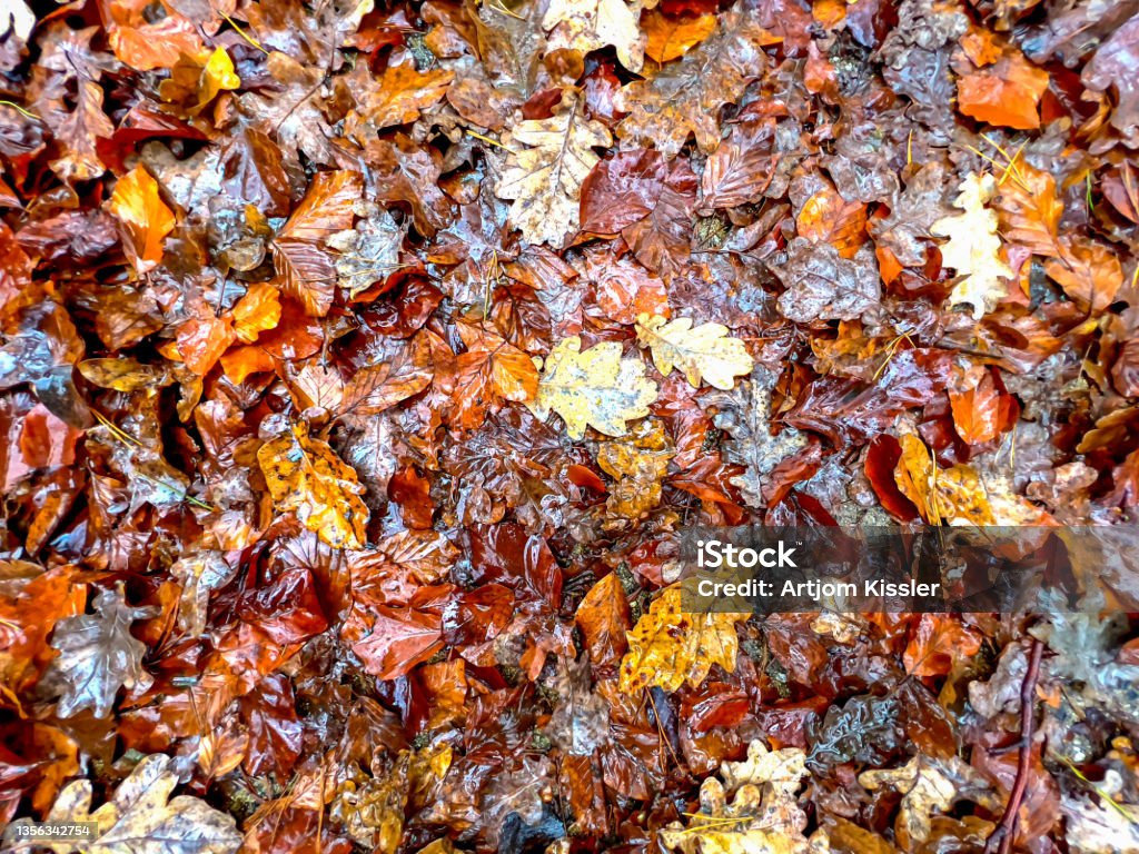 Autumn leaves on the ground as a texture or background. Abstract Stock Photo