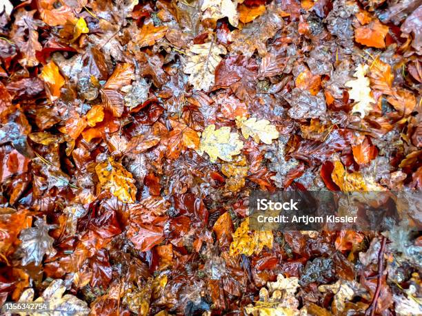 Autumn Leaves On The Ground As A Texture Or Background Stock Photo - Download Image Now
