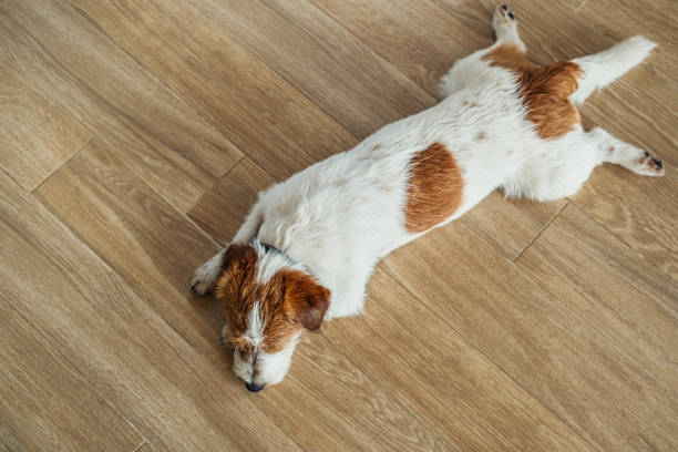 istock Purebred Jack Russell Terrier. 1356342842