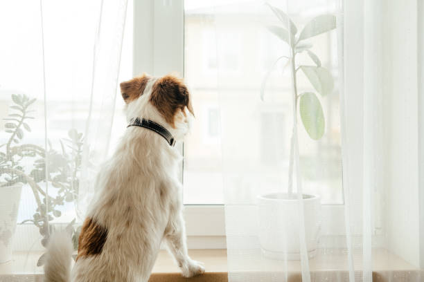 istock Purebred Jack Russell Terrier. 1356342847