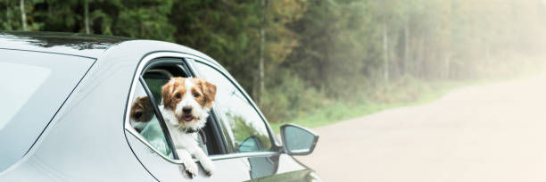 istock Jack Russell Terrier travel by car. 1356342878