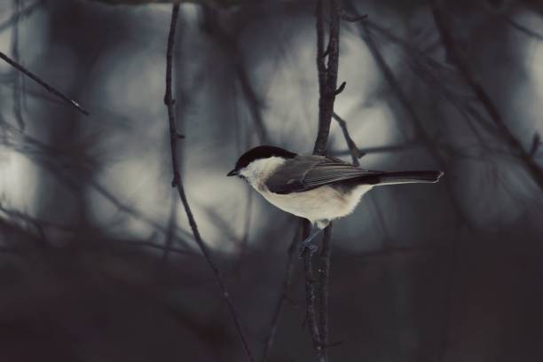 Marsh Tit sits in profile on a bare tree branch against the background of thin birch branches and a cloudy sky in late autumn. Poecile palustris or Marsh Tit or Nonnenmeise.