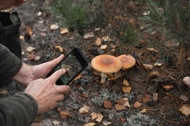 istock Unrecognizable retirement man holding smartphone and shooting mushroom 1356343433