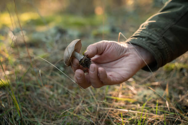 istock Unrecognizable man holding mushroom while picking it for cooking 1356343488