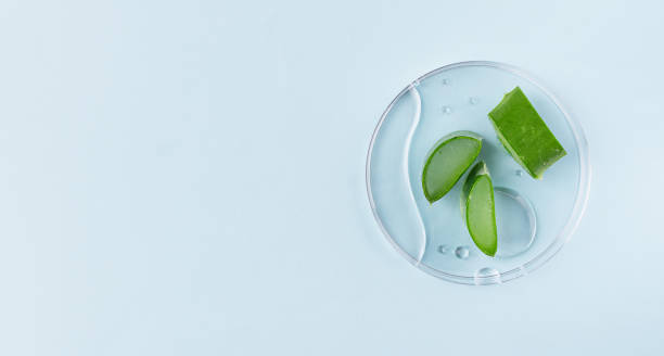 fette di aloe vera con gel di aloe su capsula di petri su sfondo blu. - healthy lifestyle homeopathic medicine aloe plant foto e immagini stock