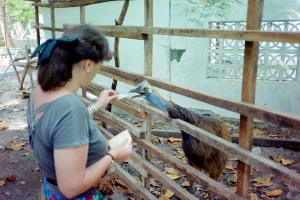 gli anni novanta.  nutrire un casuario - uccello in una delle mille isole. giacarta, indonesia. - beak bird blue cassowary foto e immagini stock