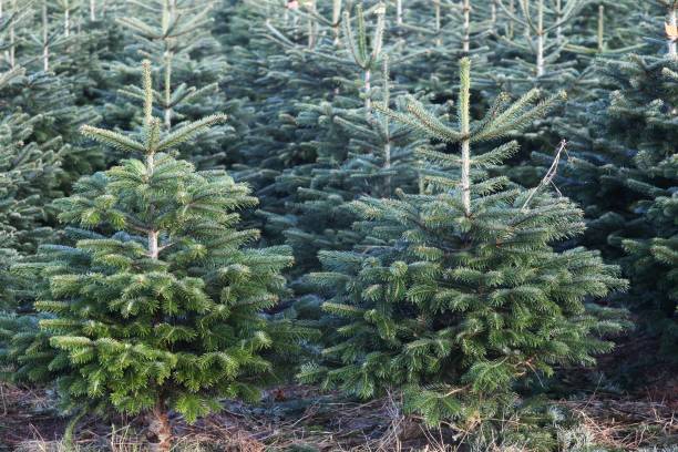 istock Nordmann fir plantation in Denmark 1356343998