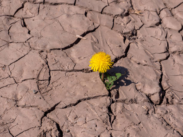 istock Dandelions grow from a dry soil 1356344087