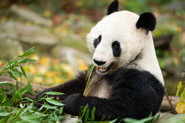 istock A young giant panda eating 1356344141