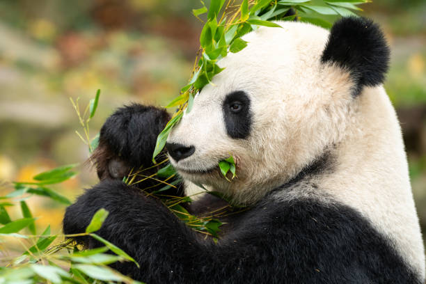 istock A young giant panda eating 1356344184