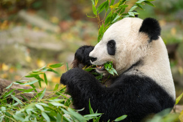 istock A young giant panda eating 1356344188