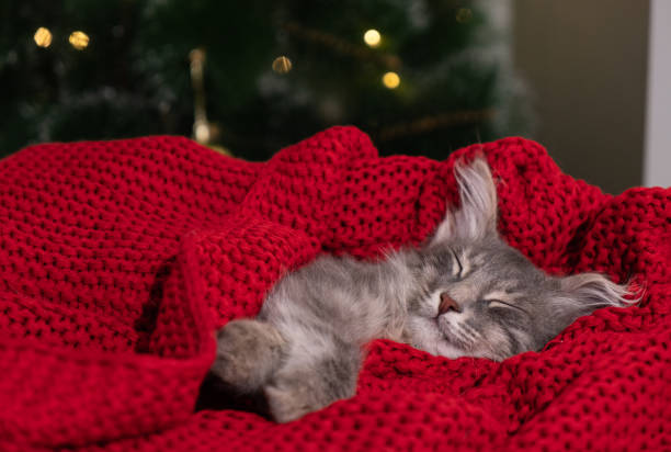 istock Kitten for christmas. A small gray kitten sleeps on a red blanket with Christmas decorations. Postcard with a pet for Christmas and New Year. 1356345856
