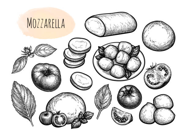 ilustrações, clipart, desenhos animados e ícones de queijo mussarela grande conjunto. - cherry tomato tomato white background vegetable