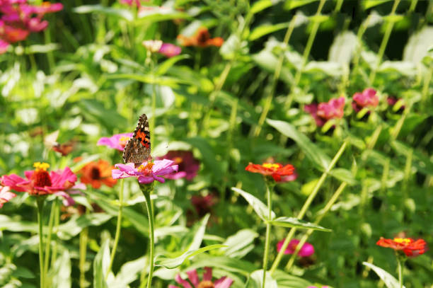 istock bright full-color flowers. butterfly on flower 1356348768