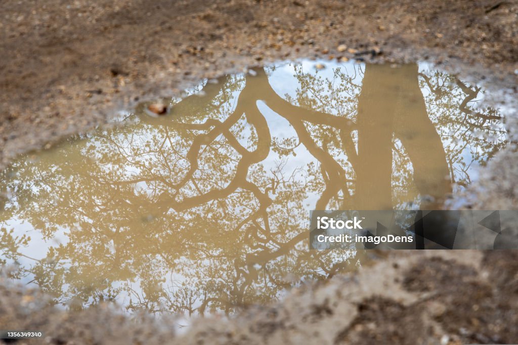 Reflection of a Tree in a Mud Puddle, picture taken in Paris Reflection of a Tree in a Mud Puddle, picture taken in Paris, France Mud Stock Photo