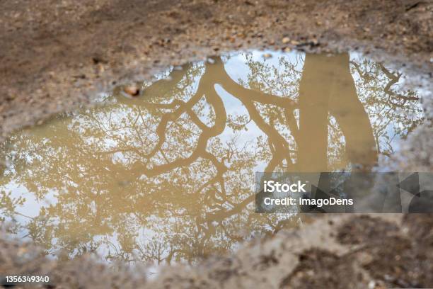 Reflection Of A Tree In A Mud Puddle Picture Taken In Paris Stock Photo - Download Image Now