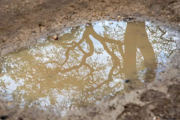 Photo of Reflection of a Tree in a Mud Puddle, picture taken in Paris
