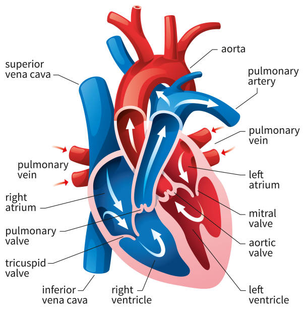 illustrations, cliparts, dessins animés et icônes de diagramme du cœur humain - valvule cardiaque