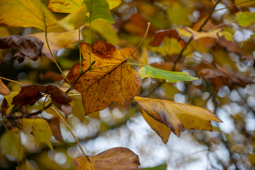 Close up image of autumnal colourful leaves with bokeh effect