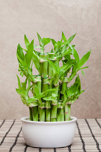 casco di lucky bamboos - grass family vertical simplicity plant foto e immagini stock