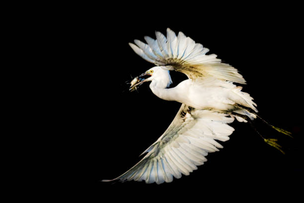 istock Egret catching fish in the pond 1356349881