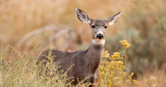 The mule deer (Odocoileus hemionus) is a deer indigenous to western North America; it is named for its ears, which are large like those of the mule. Two subspecies of mule deer are grouped into the black-tailed deer