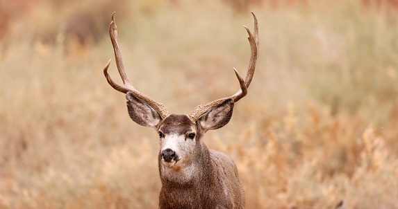 The mule deer (Odocoileus hemionus) is a deer indigenous to western North America; it is named for its ears, which are large like those of the mule. Two subspecies of mule deer are grouped into the black-tailed deer