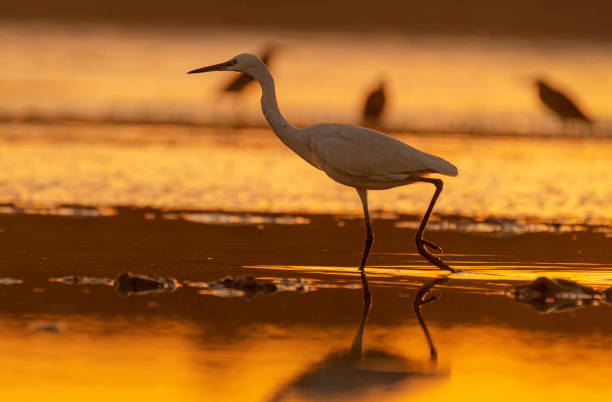 istock Egret catching fish in the pond 1356350177